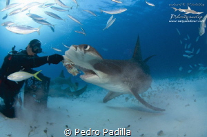 Encounter with the Great Hammerhead Shark by Pedro Padilla 
